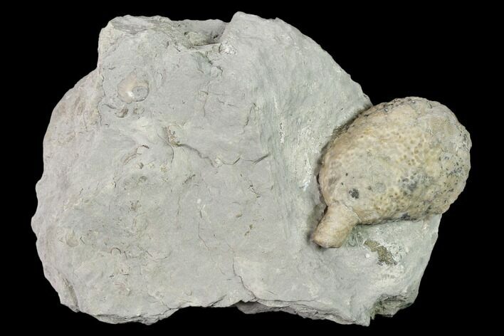 Cystoid (Holocystites) Fossil - Indiana #136970